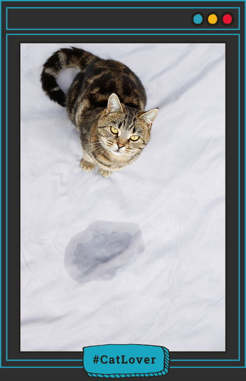 cómo tratar la incontinencia de mi gato